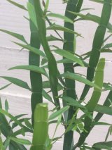 ソロモン諸島原産のヘンテコ植物  入荷！！