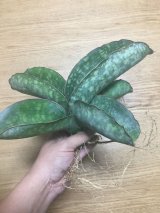 サンスベリア  ドラゴン・ウィング  入荷！！