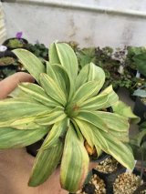 山野草--ユリ科に色々なショウジョウバカマ追加！！