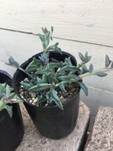 葉っぱがイルカに見える多肉植物入荷致しました。