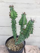 ユーフォルビア  春駒  入荷致しました。