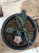 画像5: フェルニア  竜王角 (5)