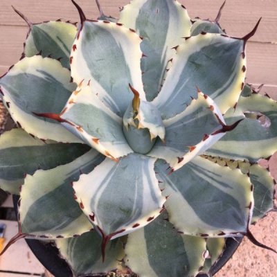 画像2: Agave potatorum  '吉祥冠錦　白覆輪'