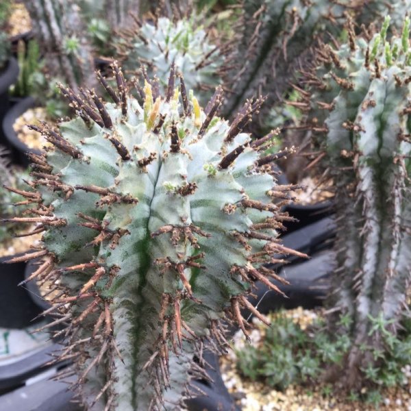 ユーフォルビア ホリダ ゼブラ - M's plants