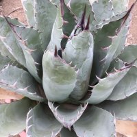 Agave parrasana