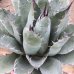 画像1: Agave parrasana (1)