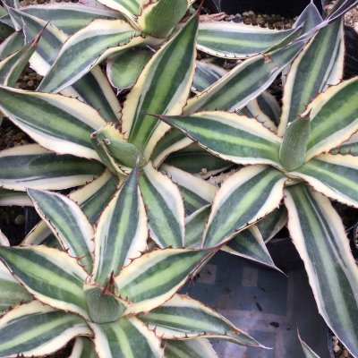 画像4: Agave  lophantha  ' 五色万代 '