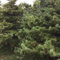 那須五葉松   「Pinus parviflora 」    20粒〜