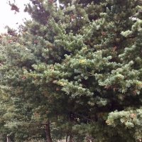 浅間五葉松    「Pinus  parviflora 」  20粒 〜  (2018年採取)  +20%増量
