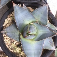 Agave  pumila