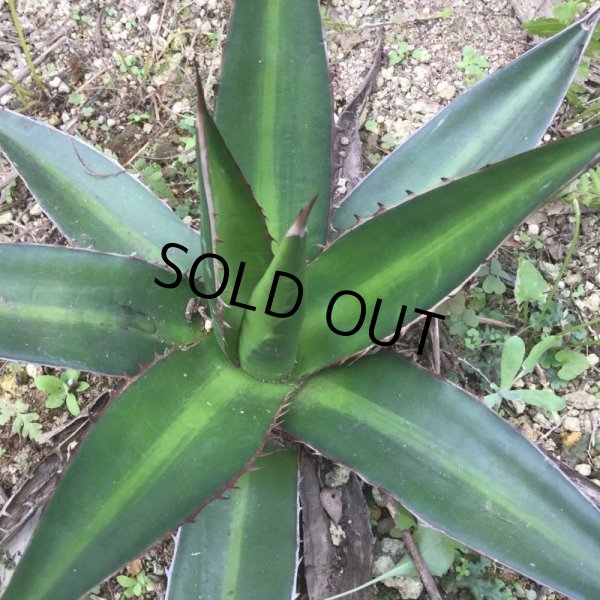画像3: Agave kerchovei (3)