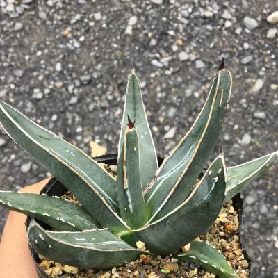 画像3: Agave  nickelsiae ( fernandi - regis ) 笹吹雪