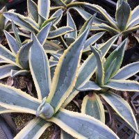 Agave  americana  ‘黄覆輪’