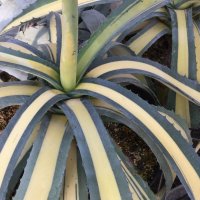 Agave americana  mediopicta aurea　黄中斑　