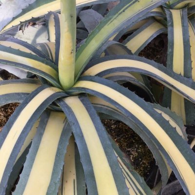 画像1: Agave americana  mediopicta aurea　黄中斑　