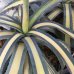 画像1: Agave americana  mediopicta aurea　黄中斑　 (1)