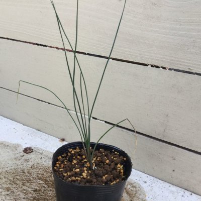 画像1: Dasylirion  glaucophyllum