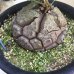 画像1: Dioscorea elephantipes   (アフリカ亀甲竜) (1)