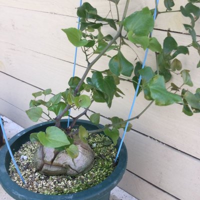 画像4: Dioscorea elephantipes   (アフリカ亀甲竜)