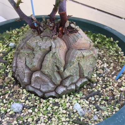 画像5: Dioscorea elephantipes   (アフリカ亀甲竜)