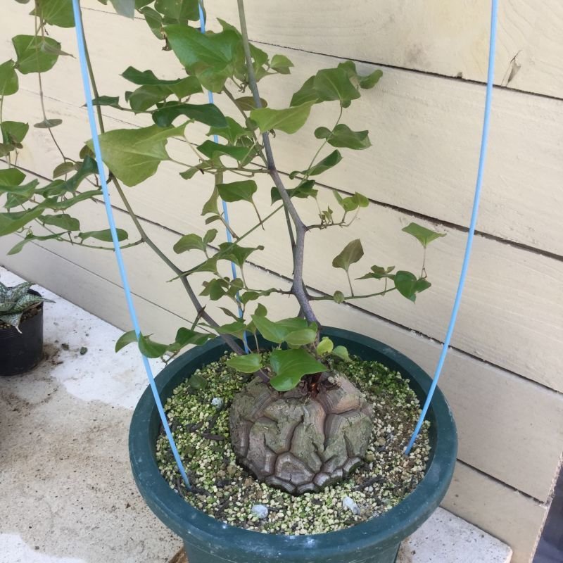 Dioscorea elephantipes (アフリカ亀甲竜) - M's plants