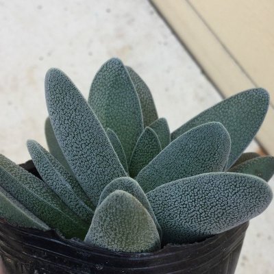 画像1: テクタ  クリンズベルゲンシス