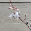 画像3: Aloe albiflora (3)