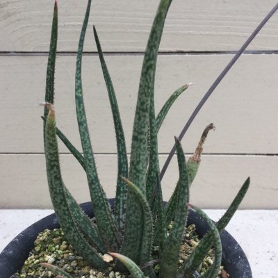 画像4: Aloe albiflora