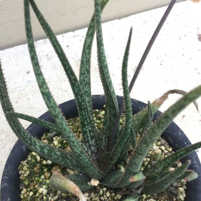 画像5: Aloe albiflora