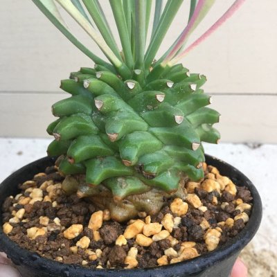 画像1: ユーフォルビア　笹蟹鉄甲