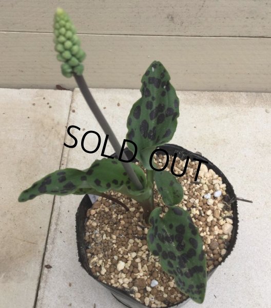 画像3: マクラータ (3)