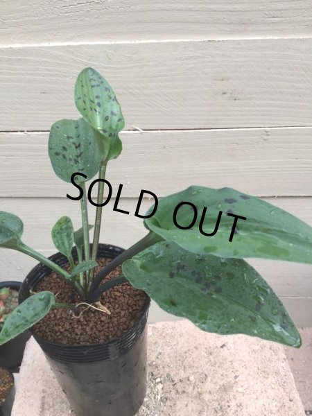 画像2: マクラータ (2)