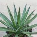 画像4: Agave filifera