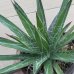 画像3: Agave filifera