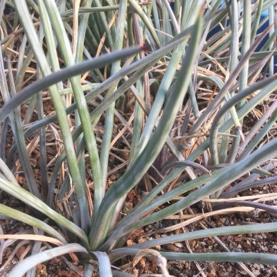 画像2: Agave stricta - v . echinus