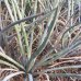 画像2: Agave stricta - v . echinus (2)