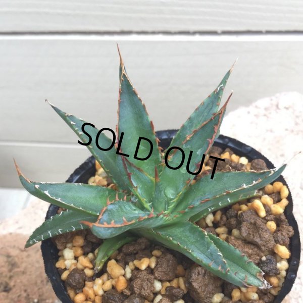 画像7: Agave horrida  perotensis (7)