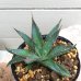 画像7: Agave horrida  perotensis