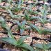 画像8: Agave horrida  perotensis