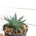 画像6: Agave horrida  perotensis