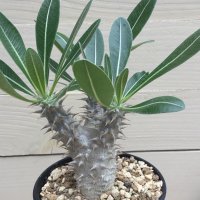 Pachypodium  densiflorum