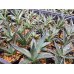 画像5: Agave filifera