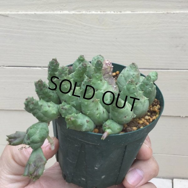 画像3: ピアランサス  コンプツス (3)