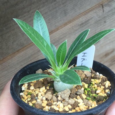 画像3: Pachypodium eburneum