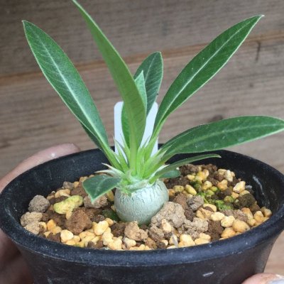 画像2: Pachypodium eburneum