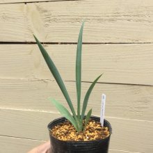 サンプル1: Yucca  filifera