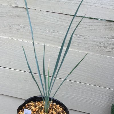 画像3: Yucca rostrata