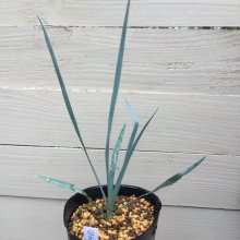 サンプル1: Yucca  thompsoniana