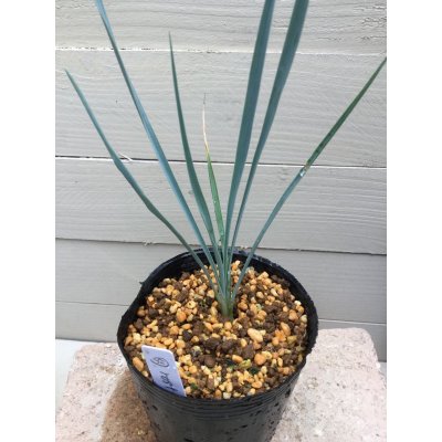 画像4: Yucca  thompsoniana