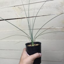 サンプル2: Dasylirion  acrotrichum  - v. parryanum